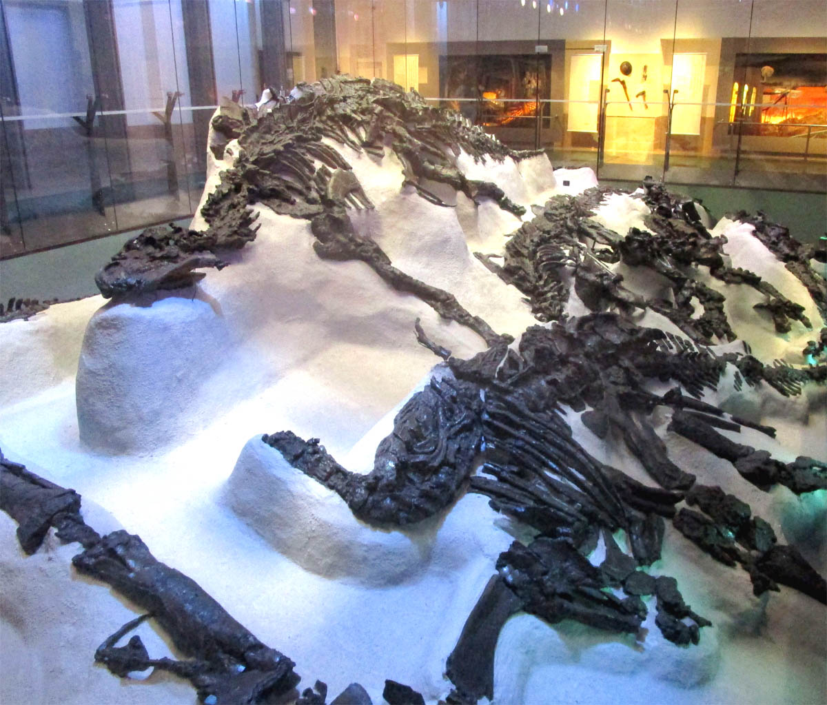 Iguanodonherde von Bernissart, Fundsituation