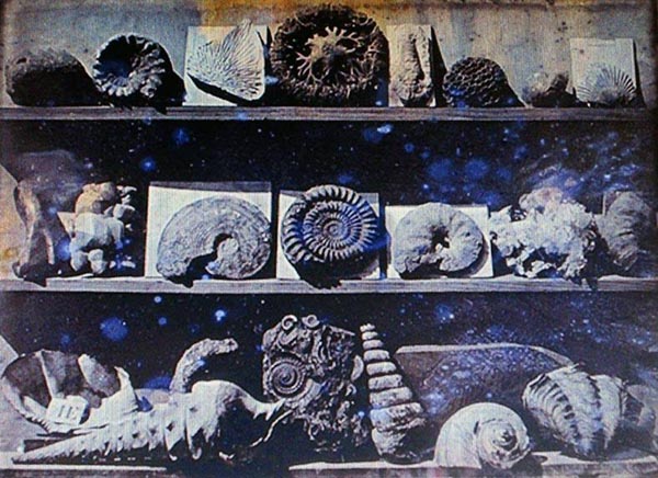 Daguerreotypie einer Fossiliensammlung 1839