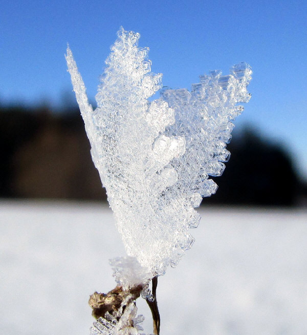 Hoar Frost in Franconia