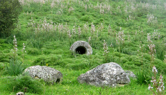 Petrified forest at Martis