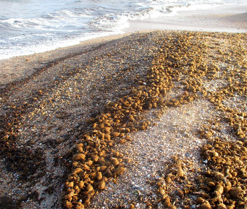 Sea balls forming in masses
